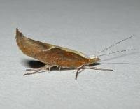 Attēlu rezultāti vaicājumam “Ypsolopha dentella”