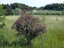 Attēlu rezultāti vaicājumam “Rosa glauca”