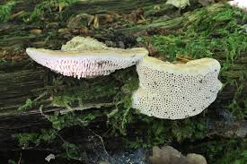 Attēlu rezultāti vaicājumam “Daedalea quercina”