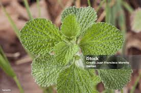 Image result for Marrubium vulgare