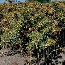 Image result for Carthamus tinctorius