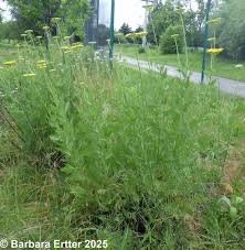 Image result for Achillea filipendulina