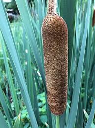 Attēlu rezultāti vaicājumam “Typhaceae”