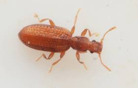 Attēlu rezultāti vaicājumam “Dienerella elongata”