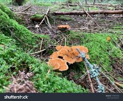 Attēlu rezultāti vaicājumam “Onnia tomentosa”