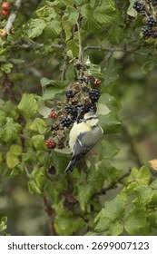 Attēlu rezultāti vaicājumam “Cyanistes caeruleus adult”