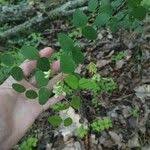 Attēlu rezultāti vaicājumam “Vicia pisiformis”