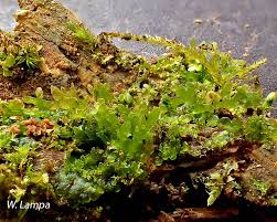 Attēlu rezultāti vaicājumam “Riccardia palmata”
