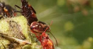 Attēlu rezultāti vaicājumam “Capsodes gothicus imago”