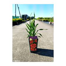 Image result for Hemerocallis `Moses Fire`