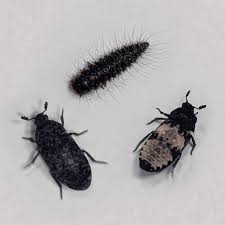 Attēlu rezultāti vaicājumam “Dermestes murinus”