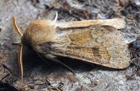 Attēlu rezultāti vaicājumam “Orthosia miniosa imago”