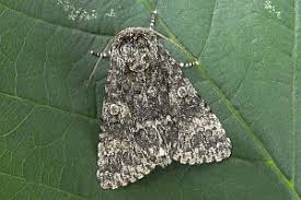 Attēlu rezultāti vaicājumam “Acronicta megacephala”