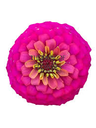 Image result for Zinnia elegans