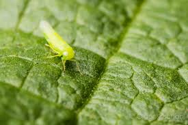 Attēlu rezultāti vaicājumam “Empoasca sp.”