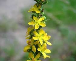 Attēlu rezultāti vaicājumam “Agrimonia pilosa flower”