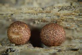 Attēlu rezultāti vaicājumam “Hemitrichia sordivesiculosa spores”