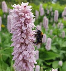 Attēlu rezultāti vaicājumam “Bistorta major”