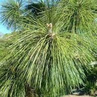 Attēlu rezultāti vaicājumam “Polymerus palustris”