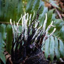 Attēlu rezultāti vaicājumam “Hypoxylon fragiforme / howeianum”