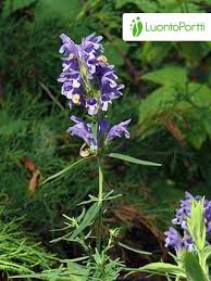 Attēlu rezultāti vaicājumam “Dracocephalum ruyschiana fruit”