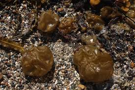 Attēlu rezultāti vaicājumam “Cephalozia catenulata”