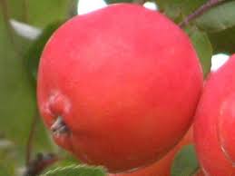 Attēlu rezultāti vaicājumam “Malus prunifolia”