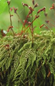 Attēlu rezultāti vaicājumam “Hypnum cupressiforme sporophyte”