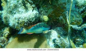 Image result for Sparisoma frondosum