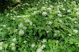 Attēlu rezultāti vaicājumam “Chaerophyllum aromaticum fruit”