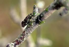 Attēlu rezultāti vaicājumam “Metylophorus nebulosus”