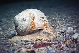 Attēlu rezultāti vaicājumam “Helicidae”