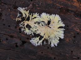 Attēlu rezultāti vaicājumam “Metatrichia vesparia stalked”