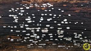 Attēlu rezultāti vaicājumam “Propolis farinosa”