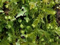 Attēlu rezultāti vaicājumam “Lophozia capitata”