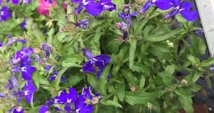Image result for Lobelia erinus