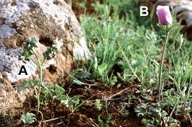 Attēlu rezultāti vaicājumam “Tranzschelia pruni-spinosae spores”