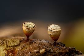 Attēlu rezultāti vaicājumam “Craterium aureum”