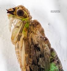 Attēlu rezultāti vaicājumam “Scardia boletella pupa”