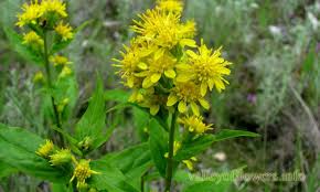 Attēlu rezultāti vaicājumam “Solidago virgaurea bud”