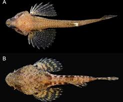 Image result for Liopsetta glacialis