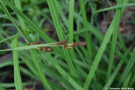 Attēlu rezultāti vaicājumam “Carex x bakkeriana”