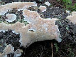 Attēlu rezultāti vaicājumam “Cinereomyces lindbladii”