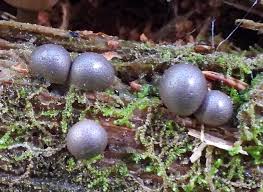 Attēlu rezultāti vaicājumam “Lycogala cf. fossiculatum macro”
