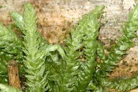 Attēlu rezultāti vaicājumam “Plagiothecium laetum”