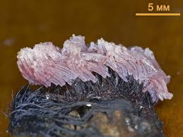 Attēlu rezultāti vaicājumam “Stemonitis pallida macro”