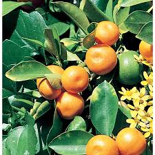 Attēlu rezultāti vaicājumam “Calamagrostis canescens fruit”