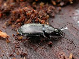 Attēlu rezultāti vaicājumam “Pterostichus oblongopunctatus”