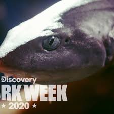 Image result for Scylliogaleus quecketti