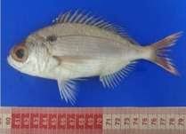 Image result for Pagellus bogaraveo